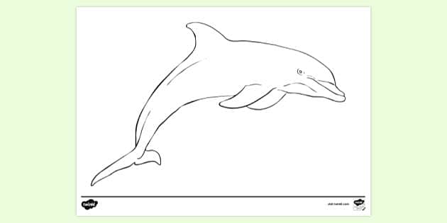 Free printable dolphin louring page louring sheet