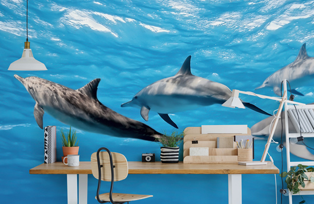 Download Free 100 + dolphin wallpaper for bathroom