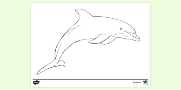 Free printable dolphin louring page louring sheet