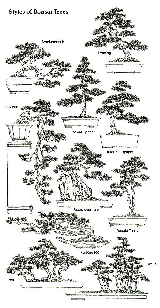 A beginners guide to bonsai bonsai tree care bonsai tree types bonsai garden