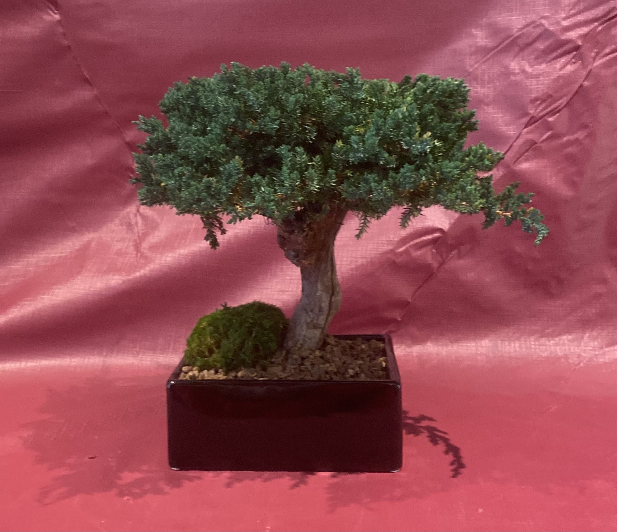 Preserved bonsai planting with moss stones in black ceramic planter in new york ny richard salome flowers inc