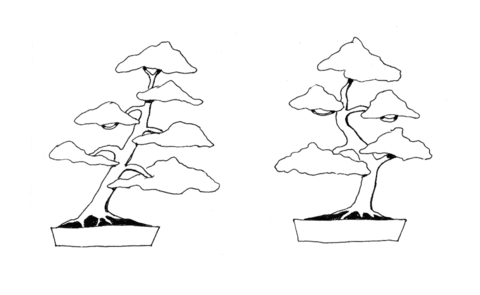 Bonsai slanting style bonsai informal upright style coloring page free printable coloring pages