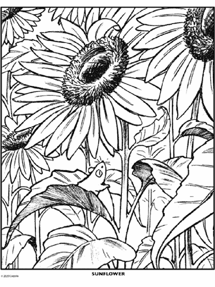 Sunflower coloring page