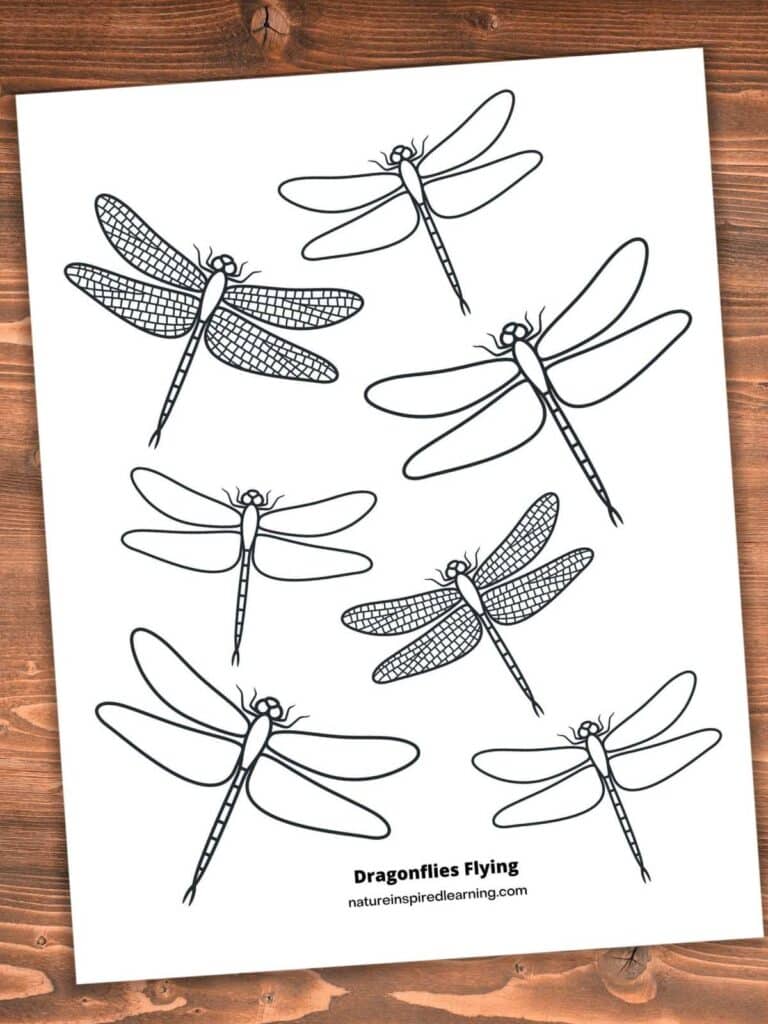 Realistic dragonfly coloring pages