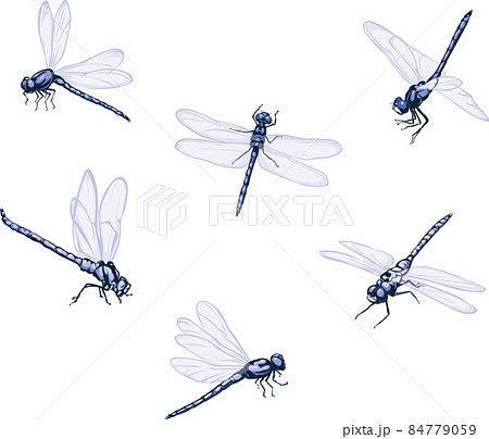 Dragonfly vector image of dragonflies flying