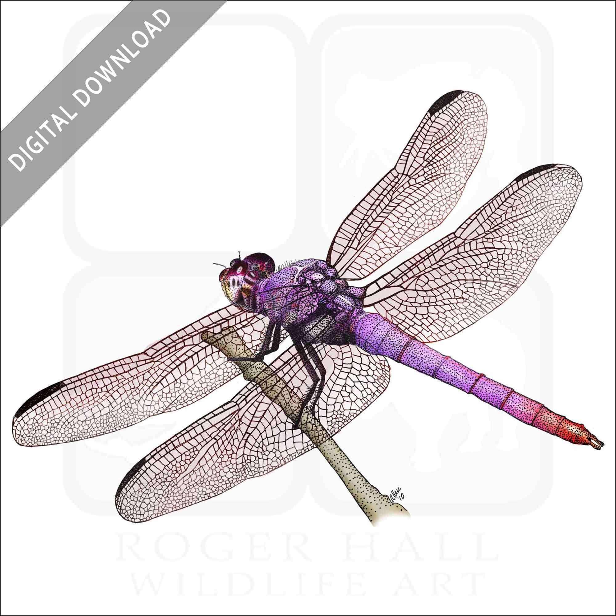 Stock art drawing of a roseate skimmer dragonfly