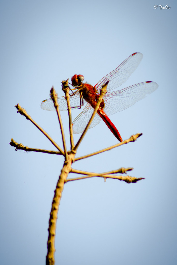 Download dragonfly iphone wallpapers Bhmpics