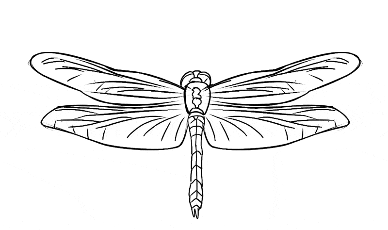 Free dragonfly coloring page