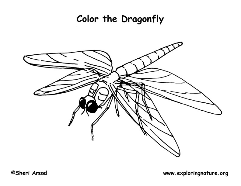 Dragonfly coloring page