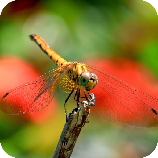 Download dragonfly wallpaper Bhmpics