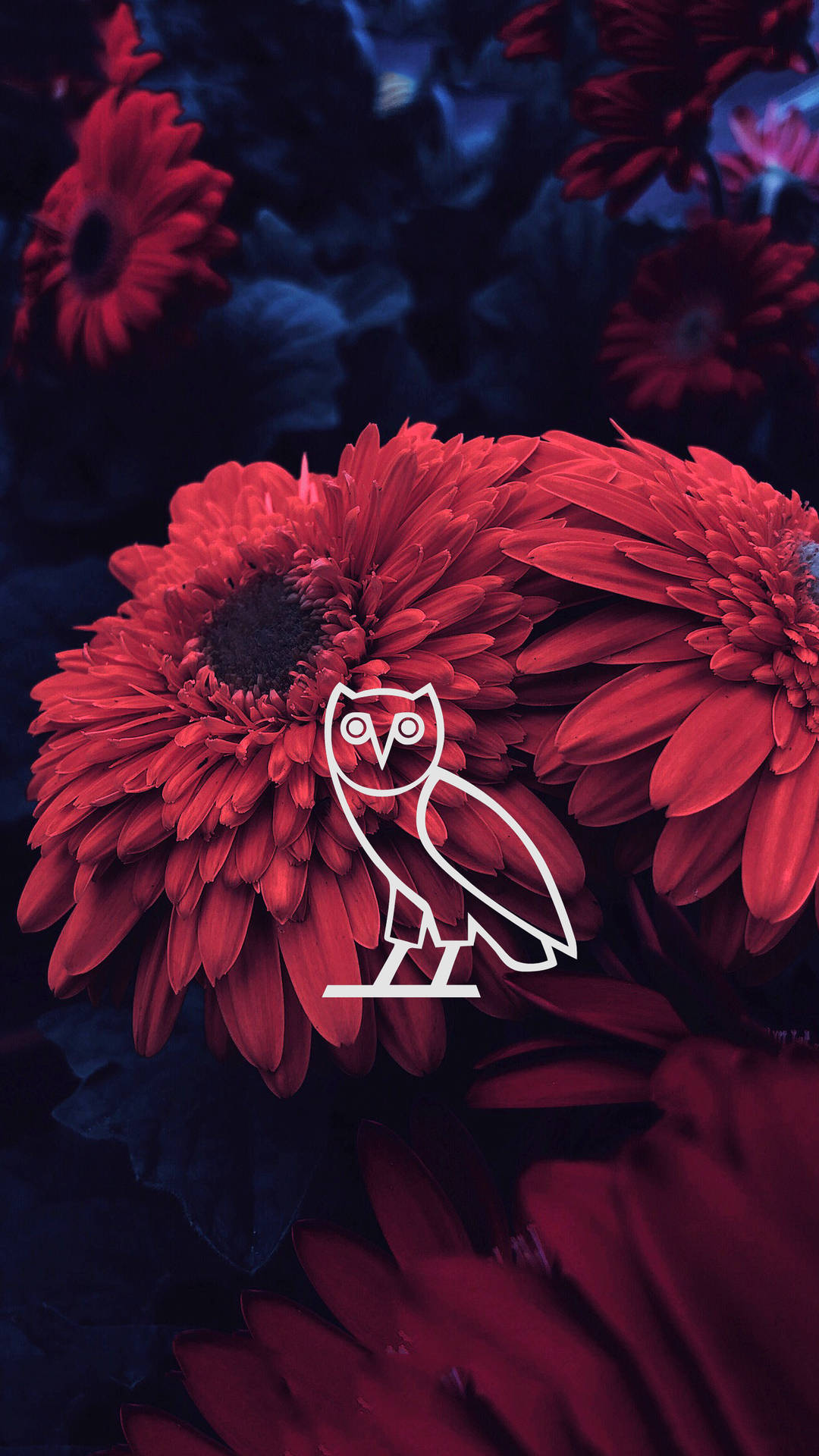 Download drake aesthetic ovo wallpaper