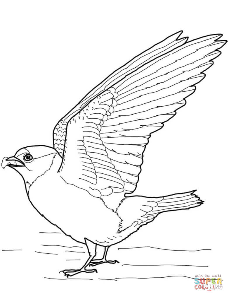 Cliff swallow coloring page free printable coloring pages