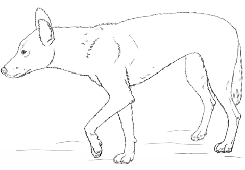 Dingo coloring page free printable coloring pages