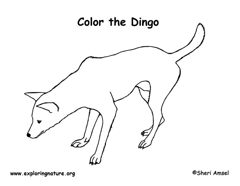 Dingo coloring page