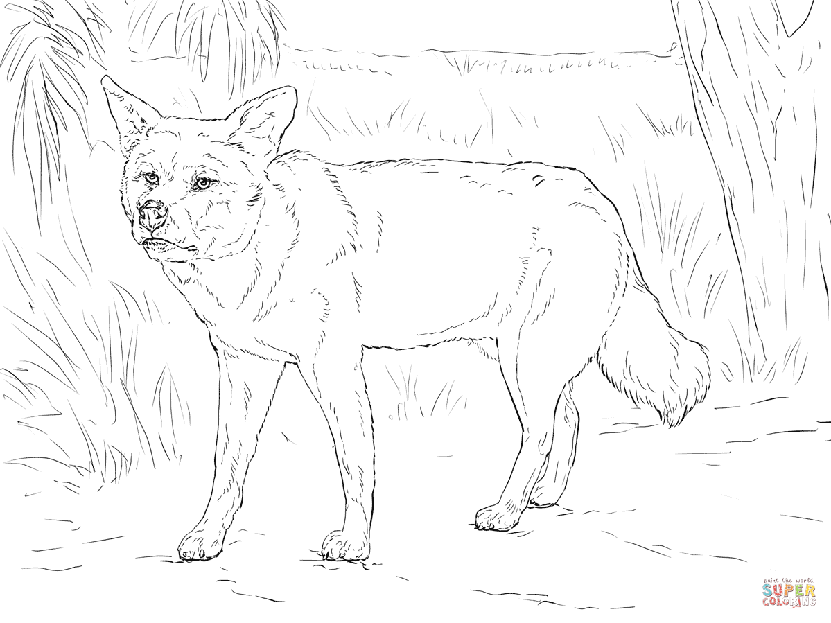 Dingo coloring page free printable coloring pages