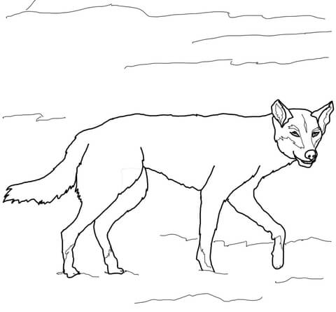 Australian dingo coloring page free printable coloring pages