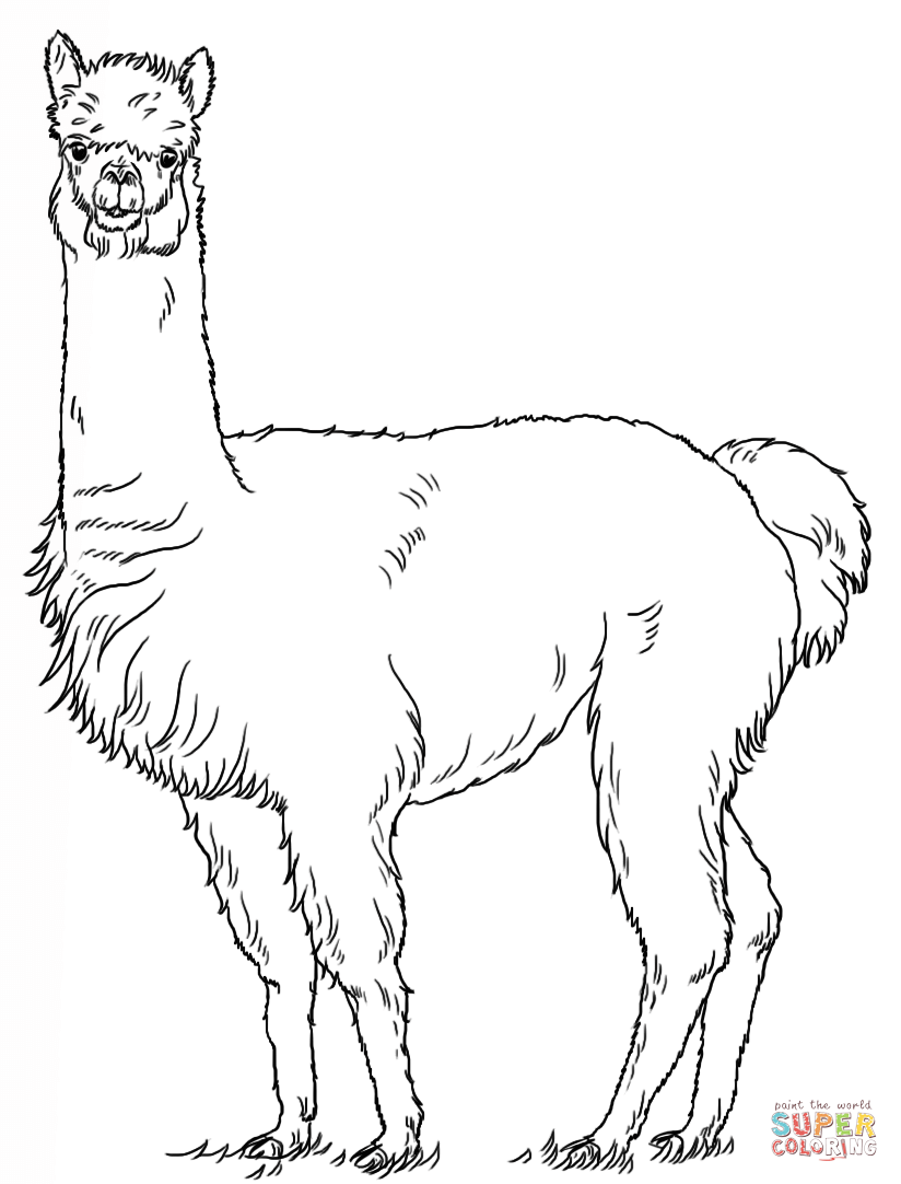 Alpaca coloring page free printable coloring pages