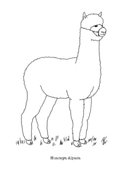Huacaya alpaca coloring page by mama draw it tpt