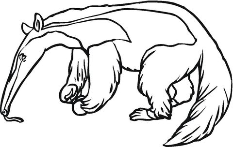 Anteater coloring page free printable coloring pages animal coloring pages coloring pages free printable coloring pages