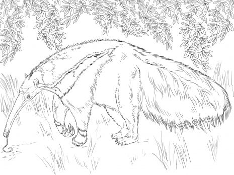 Giant anteater looking for food coloring page super coloring coloring pages nature coloring pages animal coloring pages
