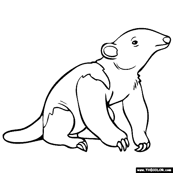 Baby anteater coloring page