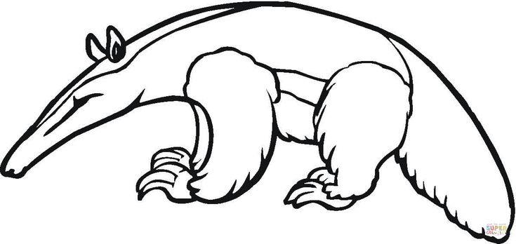 Anteater coloring page free printable coloring pages in animal coloring pages coloring pages anteater