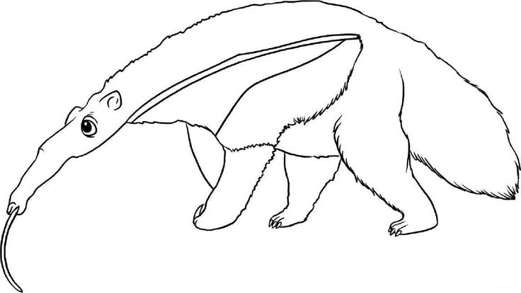 Anteater coloring pages