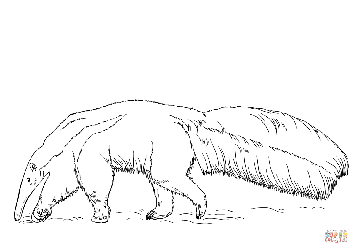 Giant anteater coloring page free printable coloring pages
