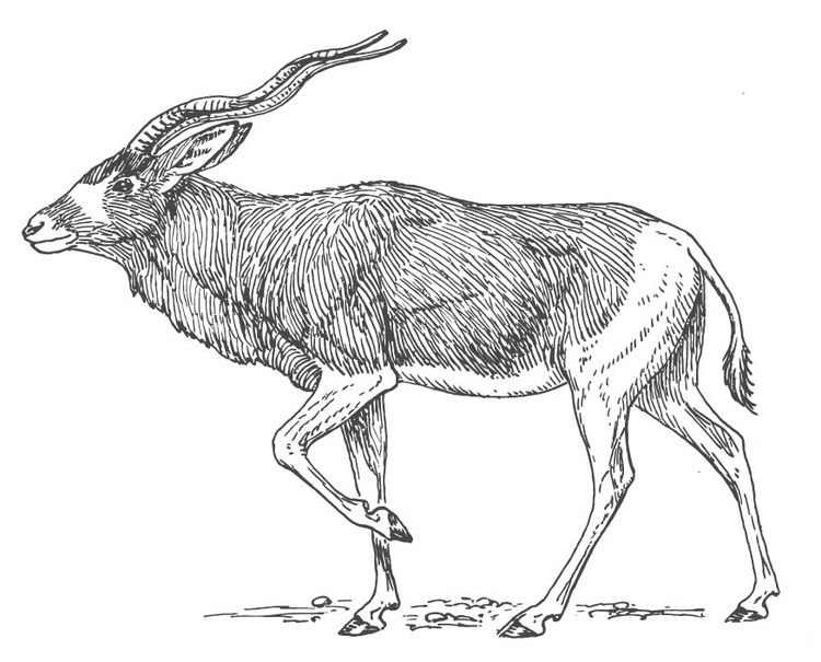 Coloring page antelope