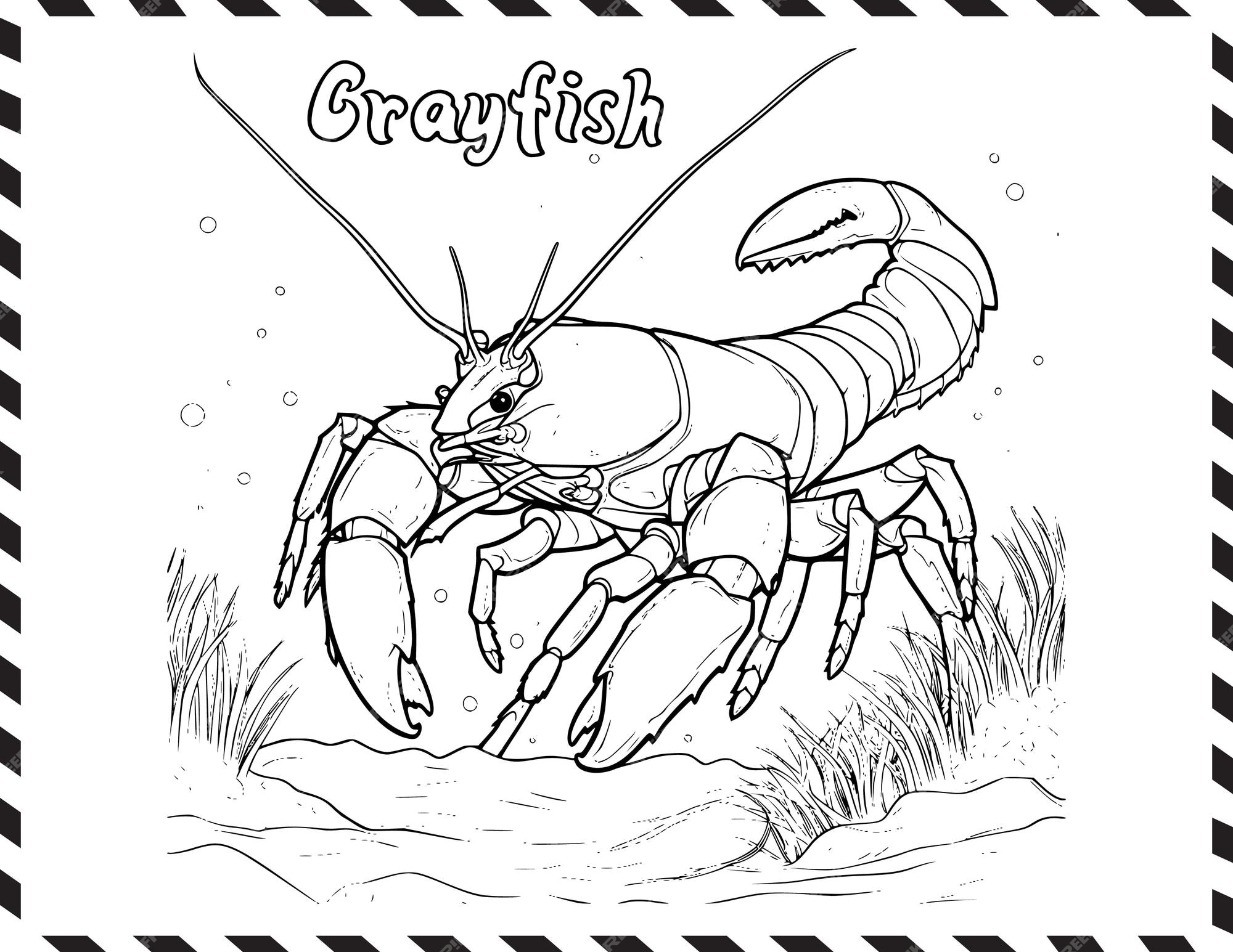 Premium vector crayfish coloring pages drawing for kids