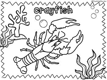 Crayfish puzzles and coloring pages by the artsy educator tpt