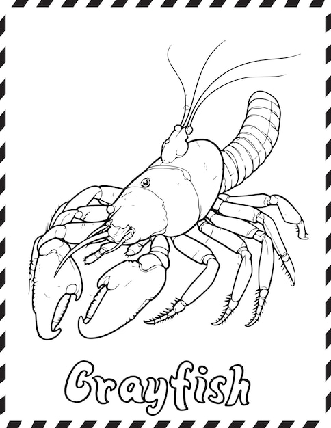 Premium vector crayfish coloring pages drawing for kids