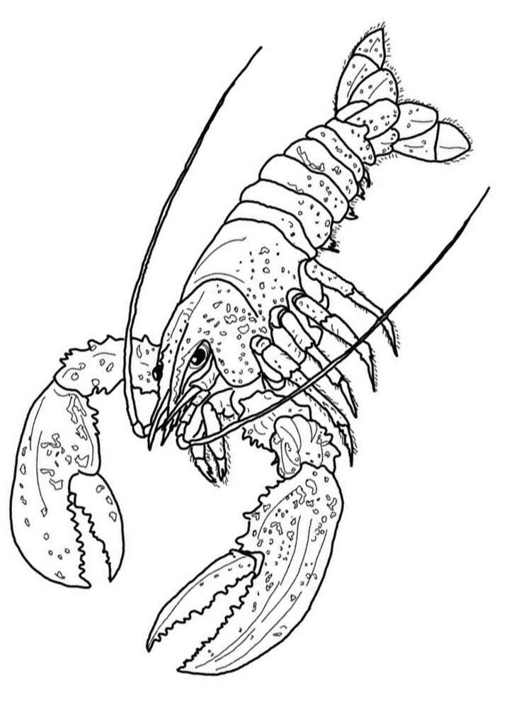 Lobster coloring pages print lobster or monly called crayfish or barong shrimp the morphology of lobsters hasâ animal coloring pages bee art coloring pages