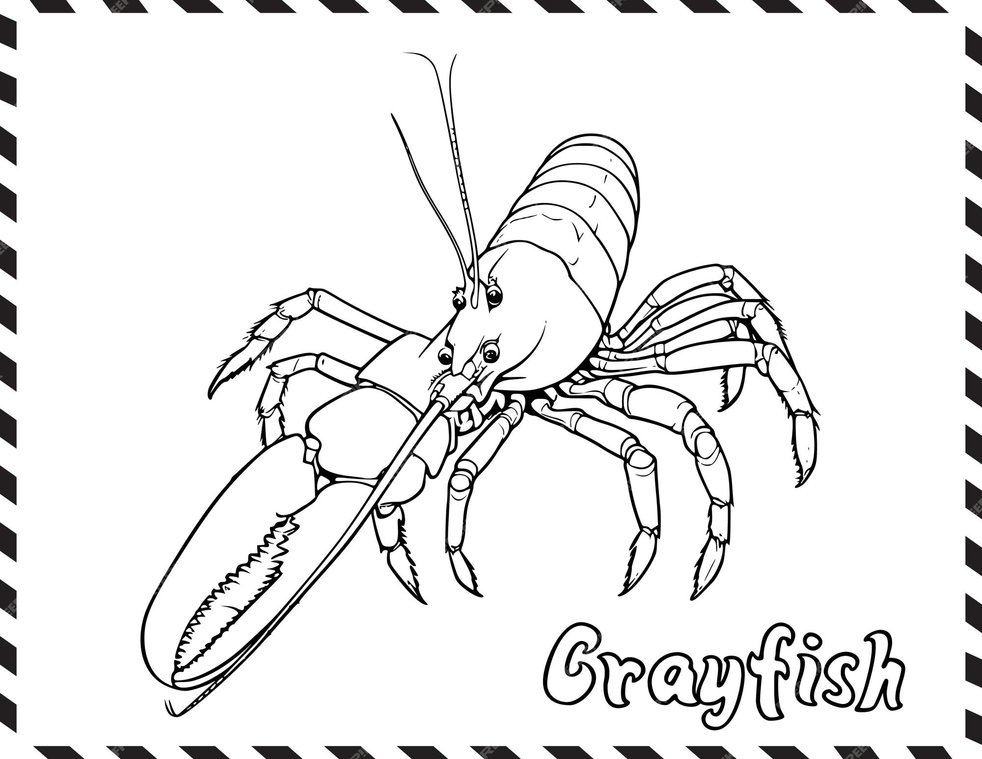 Premium vector crayfish in sea coloring pages drawing for kids