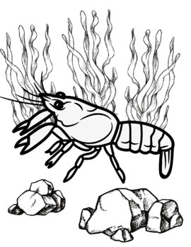 Crayfish coloring book by kasidit wannurak tpt