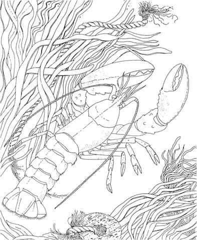 Crawdad crayfish coloring page ocean coloring pages free adult coloring pages coloring pages