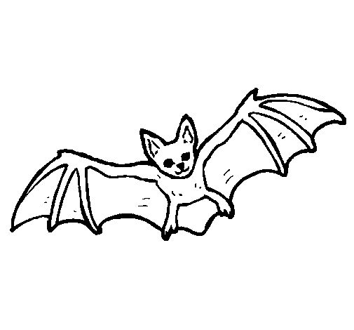 Bat coloring pages animal coloring pages halloween coloring pictures