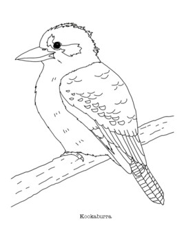 Kookaburra coloring page by mama draw it tpt