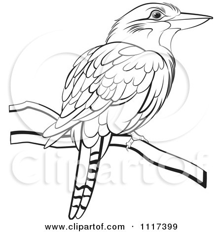 Clipart of a black and white perched kookaburra bird