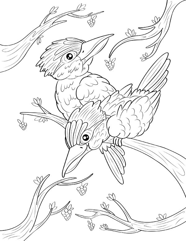 Free printable kookaburra coloring page download it at httpsmuseprintablesdownloadcoloring