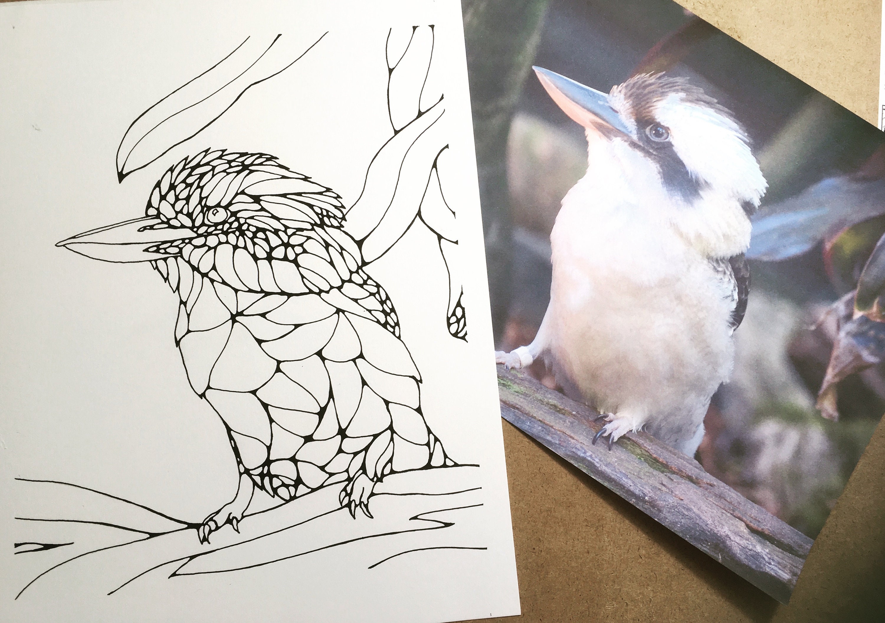 Coloring page kookaburra bird