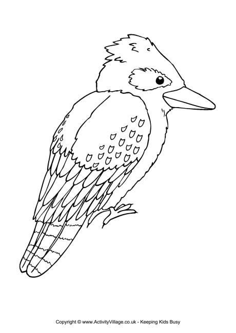 Kookaburra colouring page animal coloring pages animal line drawings aboriginal art for kids