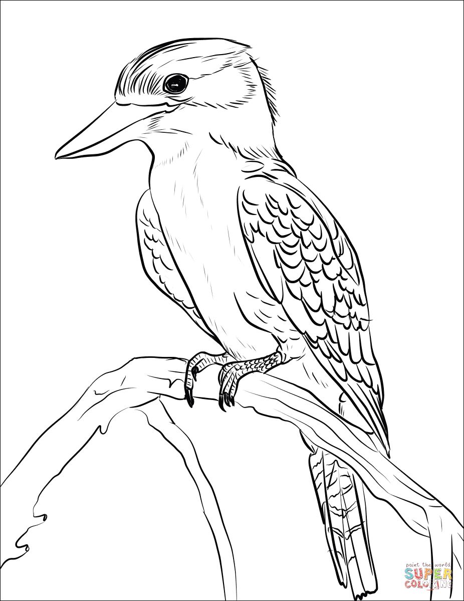 Kookaburra coloring page free printable coloring pages