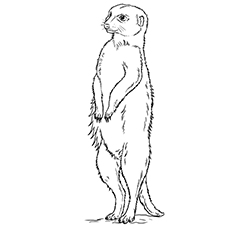 Top meerkat coloring pages