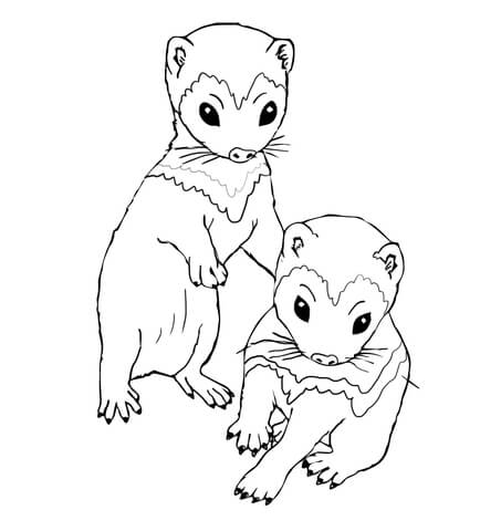 Ferret kits coloring page free printable coloring pages