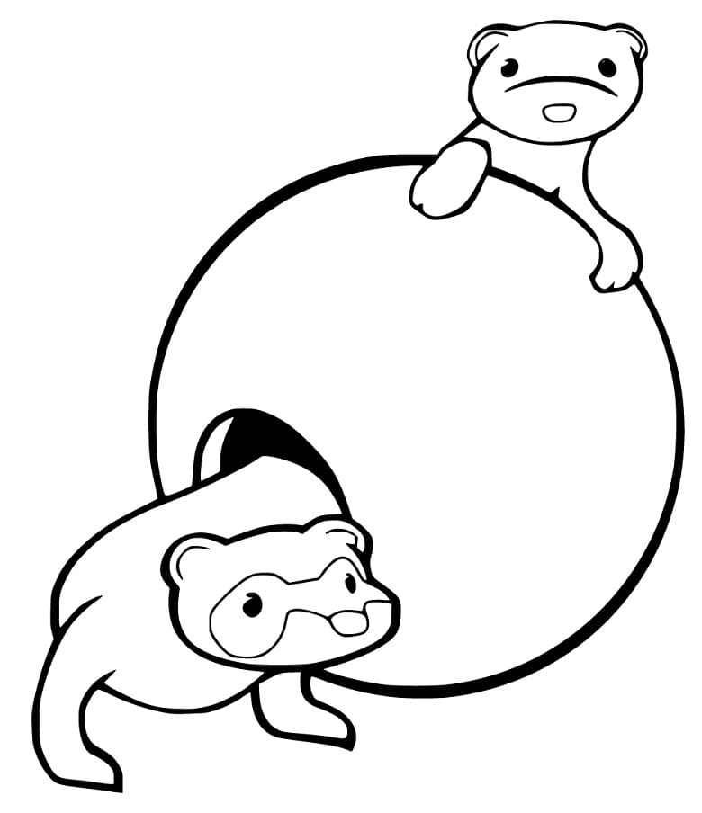 Ferret coloring pages