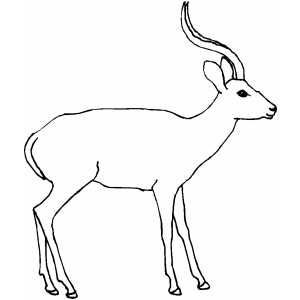 Antelope coloring sheet big animals antelope coloring sheets