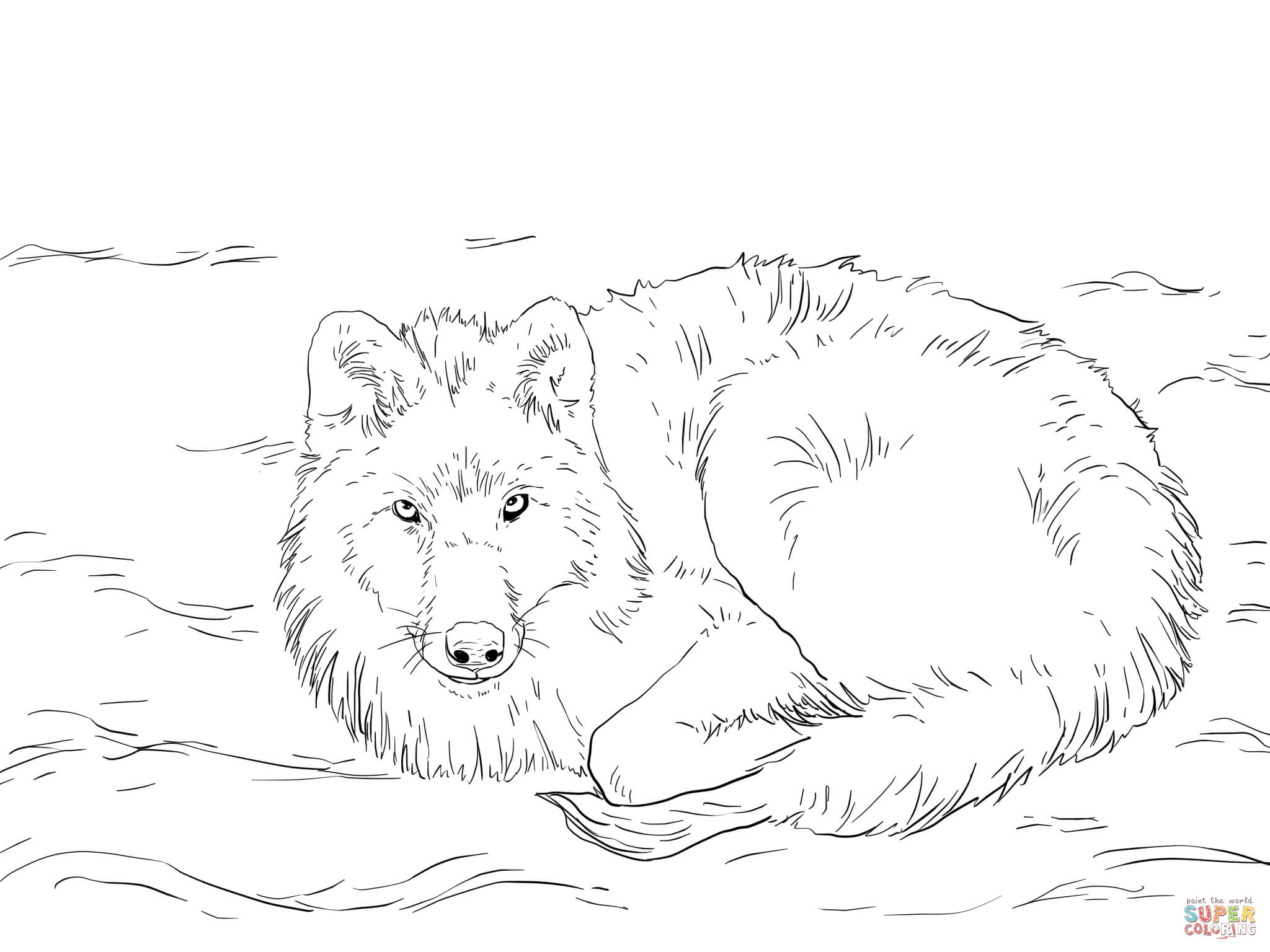 Arctic wolf laying on snow coloring page free printable coloring pages