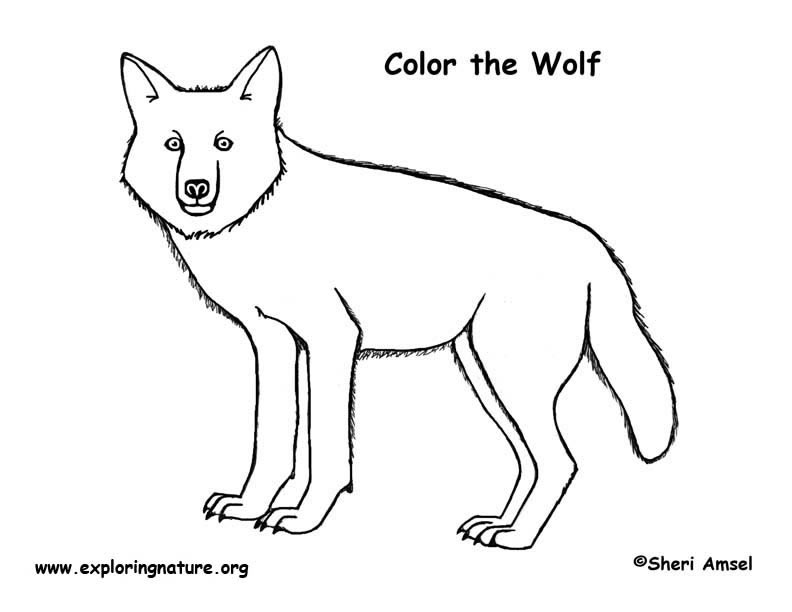 Wolf gray coloring page