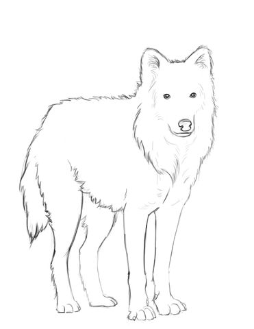 Arctic wolf coloring page fox coloring page arctic wolf wolf colors